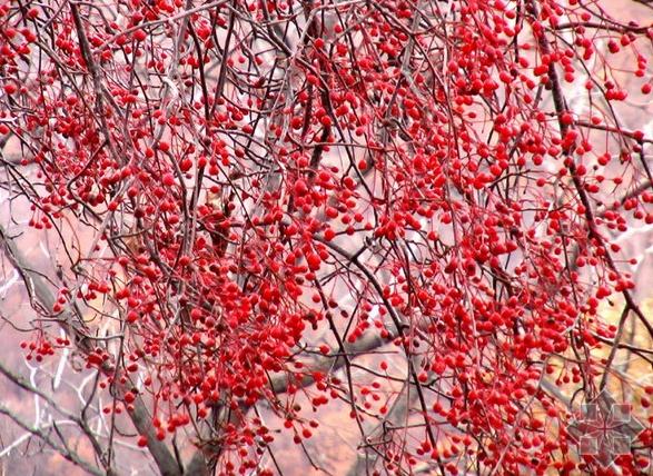  MOUNTAIN ASH seeds Sorbus sitchensis